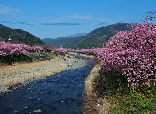 日本観光旅行記三本立て① : 河津桜で一足早い日本の春満喫  