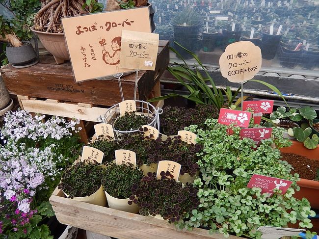 3月初め、池袋での買い物のついでに西武百貨店9階の「食と緑の空中庭園」に立ち寄り、日比谷花壇を訪問しました。<br />花の飾りや置物及び苔玉の楽しみ方等が陳列されていて面白かったです。<br /><br /><br /><br />*写真は四つ葉のクローバー