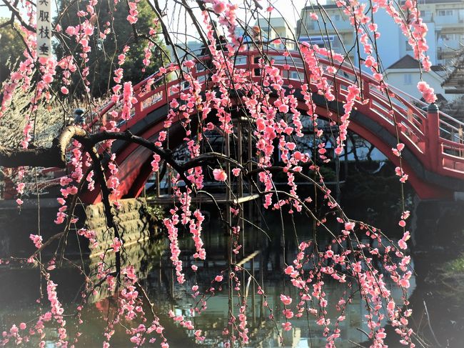 亀戸天神の春は梅から始まります。<br />梅まつりは第22回目を迎え2月9日から3月10日まで行われています。<br />今朝の梅はほぼ満開。<br />早朝の静まる境内には梅の香がほんのり漂っていました。
