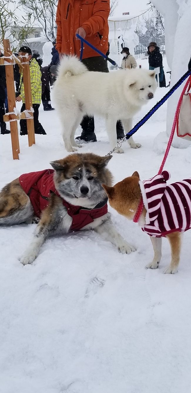 しばらく前になりますが<br />4トラさんのTOPページに上がっていた<br />秋田犬の可愛さに惹かれて旅行記を拝見させて頂くと<br />秋田県の湯沢市で「犬っこ祭り」なるものが開催されているそう！<br /><br />おまけに酒蔵巡りまでできる！！<br /><br />これは行かなくては！！！<br /><br />と相方に美味しい地酒が飲めるよと<br />そそのかして<br />初東北！　初秋田！！<br /><br />美味しいものも食べて<br />秋田LOVEになってきました(#^.^#)<br /><br />2日目はメインイベントの「犬っこまつり」で<br />秋田犬と大雪にふれあってきました