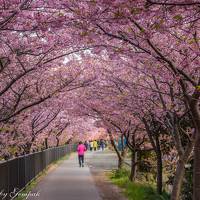 河津桜の本場で一足早い花見三昧