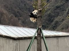 息子4歳と四川省でパンダざんまい！！！