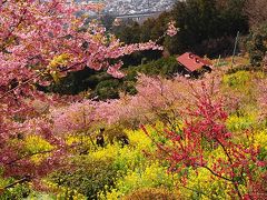 まるで桃源郷！我が家の河津桜ランキング暫定1位まつだ桜まつり