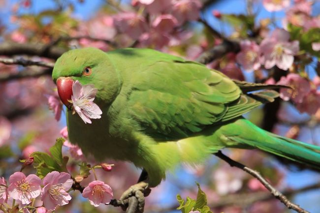 林試の森公園の河津桜が見頃となったので行って来ました。<br />今年もオウムやメジロが河津桜の蜜を吸いに集まっていました。<br />表紙は、河津桜の花を銜えたオウム