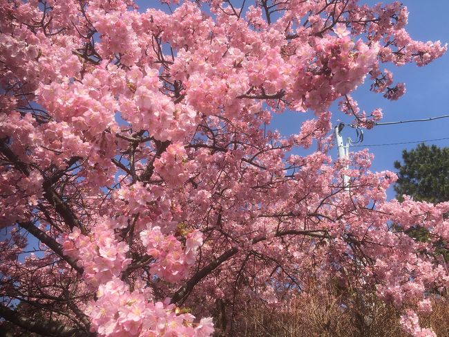 3月2日 横浜市児童遊園地の梅と河津桜