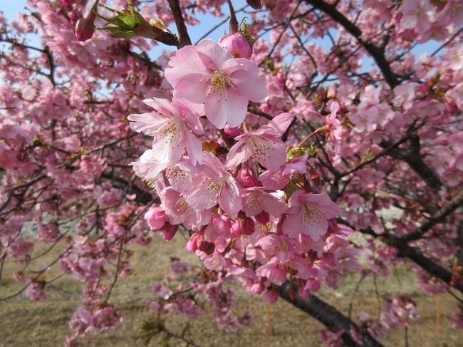 高速道路を使い、白鳥大内を出て、東かがわ市の湊川へ 河津桜を見に出かけた。<br />帰りは 高速道路を使わずに一般道路で途中、みろく公園に立ち寄った。