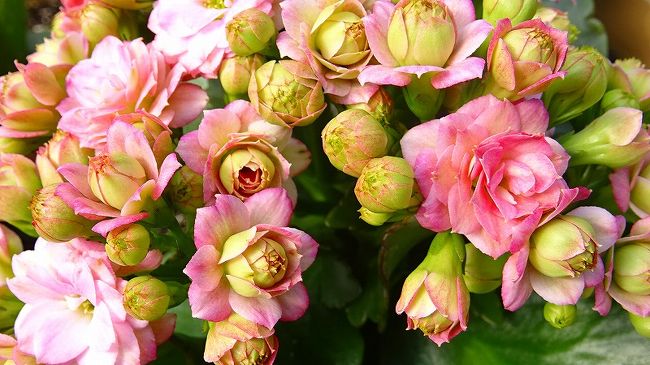 服部緑地の都市緑化植物園にも行って見ました。<br /><br />事前に調べてなく、足の冷えからか歩くのがイマイチなので、近くだけ回って来ました。<br /><br />写真が多いので2冊になっています。<br /><br />写真は、温室棟の中に咲いていた・・・カランコエ。