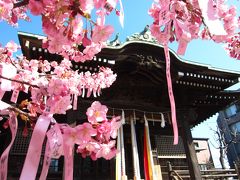 ’１９　桜新町さんぽ１　河津桜の咲く桜神宮