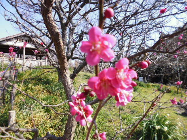 京急電車の主宰する田浦梅の里ウオークが2月23日に開催されたので歩いてきた。<br />梅の時期にはわずかに早かったようで山の上の梅はまだ咲いていないものもあります。歩きもけっこうきつくて大変な道のりでした。<br />ただ知らない道を3時間ほど歩けて、なかなか充実した散歩でした。