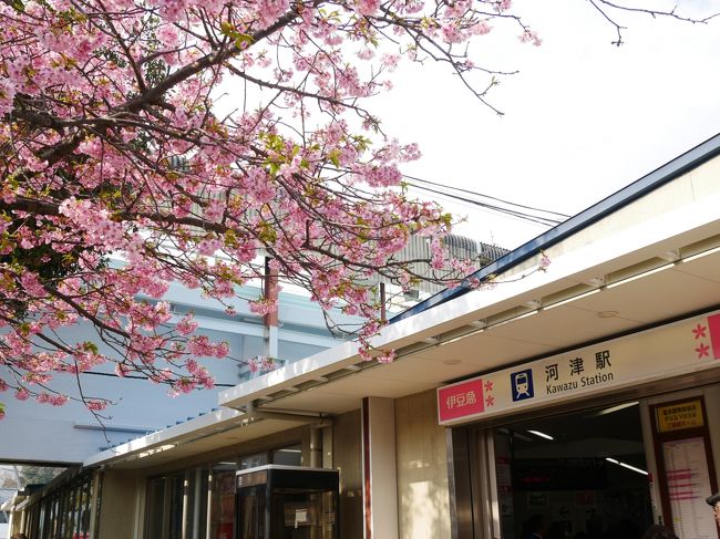 Jrお得きっぷで行く河津桜１泊２日 1日目 19 3 河津温泉郷 今井浜 静岡県 の旅行記 ブログ By Hrhrさん フォートラベル