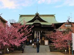 桜神宮の河津桜、駒沢公園の梅林2019年3月