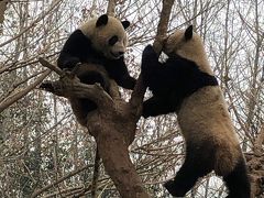 成都・昆明　１日目②　成都パンダ基地・陳麻婆豆腐