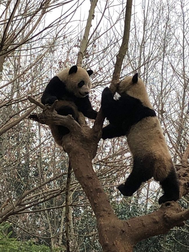 成都・昆明　１日目②　成都パンダ基地・陳麻婆豆腐