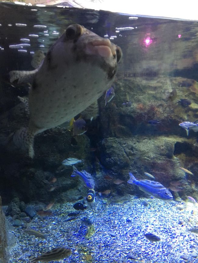 2019年3月　大人の遠足＃37　新江ノ島水族館