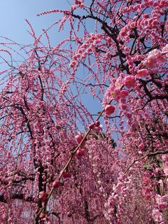 京の週末 梅のシャワーを浴びに城南宮へ