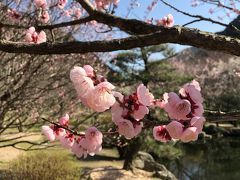 萩往還梅林園まつり