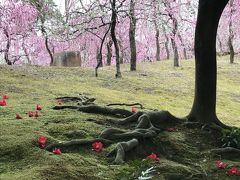 孫との2人旅は手始めに京都（花巡り編）南は城南宮・北は北野天満宮で梅を愛でて、古都ならではの味・一本うどんに舌鼓（＾：＾）