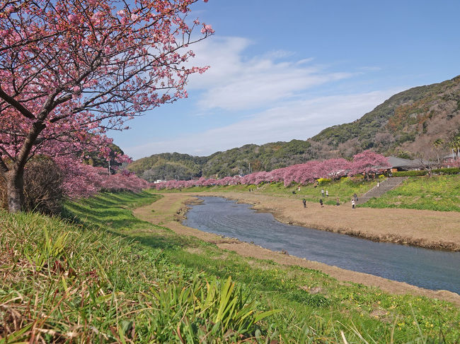 南伊豆へ菜の花や河津桜を見ようと、出掛けて来ました。<br />今回は、その第3弾で、“その3-1・青野川沿いに河津桜を見ながらウォーキング”です。<br />“日野の菜の花畑”で、車を駐車場に停めて菜の花畑を見た後、青野川沿いに河津桜を見ながら歩きました。<br />河津桜や菜の花などをたくさん撮って来ましたので、たくさんアップします。同じ様な画像が並んでしまいますが、ご了承下さい。<br /><br />★南伊豆町観光協会のHPです。<br />http://www.minami-izu.jp/<br /><br />★南伊豆町役場のHPです。<br />http://www.town.minamiizu.shizuoka.jp/<br />