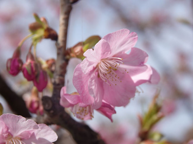 南伊豆へ菜の花や河津桜を見ようと、出掛けて来ました。<br />今回は、その第4弾は、“その3-3・青野川沿いに河津桜を見ながらウォーキング”です。<br />“日野の菜の花畑”で、車を駐車場に停めて菜の花畑を見た後、青野川沿いに河津桜を見ながら歩きました。<br />河津桜や菜の花などをたくさん撮って来ましたので、たくさんアップします。同じ様な画像が並んでしまいますが、ご了承下さい。<br /><br />★南伊豆町観光協会のHPです。<br />http://www.minami-izu.jp/