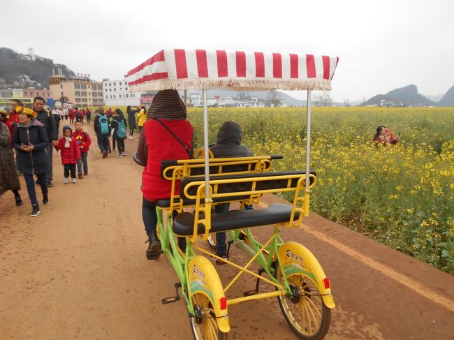 写真はまだ吐く息も白い寒さの羅平の満開の<br />菜の花畑の中道を走る観光用の自転車です。<br />冷たい小雨が霏霏（ひひ）として降っていましたが<br />春は黄色の菜の花の上に確実にやって来ていました。<br /><br />―旅のブログは二人のタペストリー―<br />2013年12月から夫婦の旅の想い出として<br />4トラベルさんのブログを書き始めました。<br />お蔭さまで私たち二人の旅の想い出を綴るブログも<br />今回でようやく200冊を超えることができました。<br />私たちの旅のブログを例えると「旅」をテーマにした<br />一枚のタペストリーに例えることができるのではと<br />考えています。<br />旅の想い出の編み込み糸の一本は私自身であり、<br />もう一本は連れ合いの糸でもありますので<br />これは二人の共同作業とも言えます。<br />タペストリーの模様はずっと同じじゃなくても<br />いいと思っています。<br />途中でいつでも自由に変えることができます。<br />それによって二人だけの個性豊かでユニークな<br />タペストリーが出来上がると秘かに思っています。<br />どちらかがあの世に旅立つとき（私の方＜夫の方＞が<br />早いと信じていますが）二人のタペストリーを見て<br />きっと噴き出してしまうのではと想像しています。<br />共同作業で綴った作品は表面がボコボコで奇妙な模様に<br />なっているのでしょうが、<br />それでも二人で作ったタペストリーですから<br />何か愛おしくなるかもしれません。<br />旅の一瞬一瞬が私と連れ合いのタペストリーの一部に<br />なると思っています。<br />旅は人生（また「人生は旅」とも言われています）と<br />重なりますのでこれは二人の人生のタペストリーと言えます。<br />今回も旅で体験したことの1／100（※）も掲載することが<br />できないと思いますが以下で雲南省羅平の菜の花畑と<br />元陽の棚田のブログを報告したいと思います。<br />高校生時代に愛読した横光利一氏の「春は馬車に乗って」<br />ではありませんが羅平の菜の花畑は私たちの心に<br />一足早い春を届けてくれました。<br />※いつものことですがブログでは写真技術の低さのため1／10、<br />文書力の低さのため1／10、二つを掛け合わせると<br />体験したことの1／100しかお伝えすることができないと<br />諦めています。<br />※『春は馬車に乗って』（横光利一氏著作）より<br />「この花は馬車に乗って、海の岸を真っ先きに春を捲き捲き<br />やって来たのさ」（なお、憂きことの積もれかし…）。<br /><br />＜旅のスケジュール＞<br />東京（羽田）中国南方航空CZ3086便HND 10:45発<br />CAN 広州T２14:45着、5H、<br />手荷物5キロ国際線Aゾーン、・国内線BゾーンCAN 広州T2、<br />中国南方航空18:40 発KMG 昆明21:20着2H40m機内食あり、<br />昆明の標高1900m、<br />（ホテル）2月22日（金）チェックイン23日（土）チェックアウト<br />Hanggong Holiday Hotel（航宮假日酒店）航宮 ホリデー ホテル<br />No.128 Huaqingcun, Guandu, Guandu, 昆明, 中国<br />(電話+86 180 8847 3328)<br />(官渡区?水国?机?花?村128)ユニオンカード可。<br />￥2,644CNY156.82参考※中国のホテルは公安にパスポートの<br />コピーを提出する。<br />実際はホテルで入国印のページも確認してコピーを取っていた。<br />ホテルは空港ピックアップサービスあり<br />空港に到着後、宿泊施設まで電話でご連絡の上、宿泊施設の車の到着<br />まで受付前で待機<br />到着ホールのインフォメーションデスクにて約15分待つかタクシー<br />１０分で２０元。<br />外国人はホテルへ電話するようインフォメーションのスタッフに依頼<br />することもできる。<br />実際はインフォメーションデスクの前にお迎えが来た。<br />（電話して10分後に空港到着ロビー1番出口の前まで小型ワゴン車で<br />迎えに来た）<br />○23日（土）は羅平へバスで移動<br />ホテルからホテルのシャトルバス6時発で空港の地下駅へ行って<br />6:30発メトロ5元17分で東部バスターミナル駅へ行く。<br />目の前が長距離バスターミナル（市内バスTとは別）。<br />バスは始発7時発252km68元、7:40発、8:20発、9時発などあり。<br />（参考）羅平直通高速バス72元（途中のパーキングで10分休憩）,<br />更に1時間走って11:20に羅平到着。<br />参考、午後はタクシーで金鶏峰、九龍滝、牛街螺○(虫師)田を<br />観光予定（2人で260元）<br />※3人で１日660元(11220円)、4か所行った人もあり。<br />九龍滝：西門から入って正門に下る方が楽。日の出は7:35<br /><br />（ホテル）2月23日（土）チェックイン2４日（日）チェックアウト、<br />羅平に１泊<br />石　河 エクスプレス ホテル (羅平石　河快捷酒店)バスターミナル出て<br />左へ2つの大きめ交差点を通り過ぎて合計10分。<br />ガソリンスタンドの手前を右に入って１０ｍ<br />住所: No.107 Yungui Road, Luoping, 655800, 中国 <br />云　路107号, 羅平<br />電話: +86 135 7746 3549 GPS座標： N 024° 52.670, E 104° <br />18.6932月20日キャンセル無料<br />スタンダードツイン、朝食なし、ユニオンカード可￥2,147 <br />（税込）（131,65元）。<br /><br />○2月2４日（日）は石林風景区経由で昆明へ向かう予定だった。<br />バスの車内から見たので石林の観光はしないで直接昆明に向かった。<br />※東バスTで26日の元陽への途中の箇旧行バスチケットがあるか<br />　確認した。<br />元陽に行くには<br />　東バスT箇旧行き出発7:30発92元8:30発104元か。<br />　9:30発など(４H)乗換えて南沙(1・5H)経由新街バスT(１H)へ<br />　(30元)歩いてホテルへ10分位。<br /><br />（ホテル）2月2４日（日）チェックイン2５日（月）チェックアウト<br />昆明に1泊、<br />当日キャンセル可（2月28日、3月１日も宿泊する）	<br />ジンホワ インターナショナル ホテル(Jinhua International Hotel)<br />錦貨国際酒店「貨は貝は十と書く」199元、税込（3,880円）、<br />住所：650011 中国 昆明 官渡区 No. 96 Beijing Road北京路96号<br />（参考）昆明空港27ｋｍからエアポートバス２B号線に乗っていけば<br />下りたら目の前<br />バス２号線Ｂは朝の2時発まであって昆明汽車駅700ｍも歩いて行ける。<br />空港バス２号線の終着駅の錦江大酒店ホテルのすぐ隣が宿泊するホテル。<br />空港から昆明までメトロで行くと6元（２回乗換あり）。<br />ホテルの近くの駅から昆明南駅へは地下鉄で４０分位。<br />ホテルはTrip.comでログインして予約した。<br />キャンセル無料、日本から電話0120925780<br />クレジットカードなしで予約可能。<br />ビジネススタンダードルーム25-30 m2フロア 14-17、<br />マルチ電源コンセント110Vコンセント、シングルベッド2台<br />禁煙ルームリクエスト 、向かいの中国工商銀行のＡＴＭは<br />日本語対応でキャッシングできた。<br /><br />○2月2５日は元陽へ移動し元陽の新街に一泊<br />メトロ1号線昆明の環城南路駅から南部汽車バスＴ駅へB出口から2分<br />昆明南部バスＴから元陽の新街へ直通322km<br />実際の行きはこのルートで行かずに帰りにこのルートでホテルに帰った。<br />昆明Kunmingクンミンの南部バスＴから新街　Xinjieシンティエ行きバスは10; 20AM、<br />12:30 PM、19:00 発.140元、七時間位。バスは10:20発（普通席）で<br />19:00（8h）に新街へ到着。<br />※往復とも直通バスのチケット取得困難か。<br /><br />（ホテル）2月25日（月）チェックイン26日（火）チェックアウト<br />元陽新街に１泊。<br /> 元陽云梯順梯酒店(Yuanyang  Hotel)電話: +868735623238)<br />梯田核心区新街鎮,梯田広旁<br /><br />ユンティー、シュンジエホテル　住所、梯田核心区新街鎮、梯田広<br />中国云南省紅河州元陽新街鎮元陽,中国<br />（Near Bulazhai Rord,( Xinjie Town)<br />新街の２つ星ホテル（10階建て位）バラエティのあるブッフェ朝食付き<br />シングルルーム、ダブル１台、電気ポットあり、無料水あり<br /> CNY 136はクレジットカードでデポジットとして支払い済み。<br />チェックアウトする時返金してくれる。キャンセル不可。<br />各種カード不可。Trip.comでログインして予約した。<br />日本から電話0120925780<br /><br />（ホテル）2月2６日（火）チェックイン27日（水）チェックアウト。<br />日の出は多依樹の宿泊所から見学8時頃、日の入りは18時頃か？<br />バダと猛品は日の入り見学、渋滞するのでタクシーは<br />遠くに停め歩くこと。<br />元陽旗民宿（原紅旗客せん）Red Flag InnsRED.FLAG INNS<br />元陽新街鎮多依?景区普高老寨2号(元陽, 037640)<br />No.2 PugaoLaozhai, Xinjie Town,Yuanyang County, Yunnan,<br /> China, 037640 Yuanyang, 中国<br />ツイン、バス付き、1泊, 1部屋CNY160。<br />(電話: +86 133 7873 5542) <br />朝食20元３３６円、夕食35元、ユニオンカード可<br />2019年2月25日までは無料でキャンセルできます。<br />（参考）<br />新街鎮バスステーションに到着すると、小型車があり<br />（ 多依樹トゥイシュ行き）<br />約15元40 分で普高老寨プゥカオラオサィ下車<br />（駐車場から階段を徒歩約4分）。<br />（電話）15331456507　新街への帰りはホテルからワゴン車30元<br /><br />27日（水）チェックイン28日（木）チェックアウト元陽<br />元陽云梯順梯酒店(Yuanyang  Hotel)電話: +868735623238)<br /> CNY 136　キャンセル不可。各種カード不可。<br />税込CNY 136はクレジットカードでデポジットとして支払い済み。<br />チェックアウトする時返金してくれる。<br />ホテルから禁煙ルームなしと回答だが臭いはしなかった。灰皿はあり。<br /><br />昆明への帰りはホテルから徒歩3分で新街BTへ、<br />元陽バスＴから昆明へ直通は３便、9:05発、10：50発、<br />12:00発は寝台バス。長距離など直通は事前購入可能。<br />実際はチケット売り場は８時から１７時までとの事。<br />８時頃に翌々日の直通９：０５発のチケットを購入できた。<br />参考　途中の箇旧行8:10、8:51、9:32、9:50、<br />　　　10:08、30元、当日のみ販売か。<br />　　　(南沙まで1H)経由箇旧まで2時間30(南沙で30分休憩、<br />　　　故障で２Ｈ遅れた事も) <br />　　（参考）南沙行き8:40発9:40着もあり<br />箇旧発11時、11:40、12:50、14:15発、昆明東部バスＴ行、4H，<br />116元（参考）大巴とあるバスは豪華、<br />東部バスTからメトロで東風広場駅２号線へ乗り換えて<br />唐子港の次の環城南路で降り徒歩１０分でホテルへ行く（5元）。<br /><br />○2月28日(木)チェックイン昆明泊、CNY179<br />ジンホワ インターナショナル ホテル(Jinhua International Hotel) <br /> 650011 中国 昆明 官渡区 No. 96 Beijing Road 北京路96号、<br />トリップコムにて予約、当日キャンセル可<br />○3月１日（金）チェックイン、2日（土）チェックアウト<br />CNY179<br />ジンホワ インターナショナル ホテル(Jinhua International Hotel) <br />3月2日（土）は目の前のバス停からエアポートバス（25元）<br />８時頃出発する<br />実際はメトロ6元57分、環城南路駅から２回乗継で(東風広場駅、東部汽車駅)空港へ行く<br /><br />○3月2日（土）日本へ帰国<br />KMG 昆明、中国東方航空 12:10発TAO チンタオ（青島）15:35着<br />TAO 青島、中国東方航空 18:20発KIX 大阪（関西T1）21:45着<br />（ホテル）ホテルアストンプラザ 関西空港2日（土）イン3日（日）<br />アウト、ツイン￥11,450、浴衣、バスタブ有、<br />ブッフェ朝食6:30-9時<br />住所、南中安松674-1泉佐野市, 598-0033日本<br />（羽倉崎駅から徒歩17分）<br />（+81 72 490 2100）飲食店多い、大浴場あり。<br />シャトルサービスの予約はネットで済み<br />乗り場は関空第1T、1F、左へ団体バス乗り場、青い看板近く23:15発で<br />予約、次の最終便は24:15<br /><br />○3月3日（日）、ホテルバス8:30発りんくうタウンST．<br />8:57発3番線JR快速天王寺行き<br />大阪9:58、梅田10:10又は8:47発南海難波9:44発千里中央10:14着<br />伊丹、南T、ANA 16時発、羽田着17:10着<br /><br /><br />