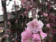 早春の京都を楽しむ