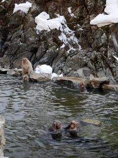 早春のスノーモンキー、そして「湯宿せきや」