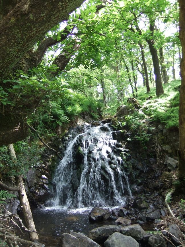 ２回目のイギリス旅行。<br />前回果たせなかった、湖水地方でのフットパス・ウォーキングを目的に一人旅<br /><br />この旅行記は下記日程の＜４日目　パート３＞　　<br />バスでホークスヘッドへ向かい、そこからターン・ハウズへ往復ウォーキング<br /><br />今回はターン・ハウズ周辺ルートで、帰路はターン・ハウズ―(徒歩）―ホークスヘッド―(バス）―　ニア・ソーリー<br /><br />＜日程＞<br /><br />1日目　成田　→　ヒースロ（ANA)　ロンドン泊<br />2日目　ユーストン　→　ウィンダミア　／　ライダルマウント～グラスミア　　アンブルサイド泊<br />3日目　アンブルサイド～リトル・ラングデール　　往復ウォーキング（7キロ）　ヒルトップ泊<br />4日目　ホークヘッド～ターンハウズ　往復ウォーキング（8キロ）　ヒルトップ泊<br />5日目　ヒルトップ～モス・エクレスターン～ワイズ・エン・ターン　／　ウィンダミア→　ロンドン　ロンドン泊<br />6日目　ロンドン観光　　<br />7日目　ロンドン観光　　ヒースロー　→　成田（ANA)<br />8日目　成田到着<br />