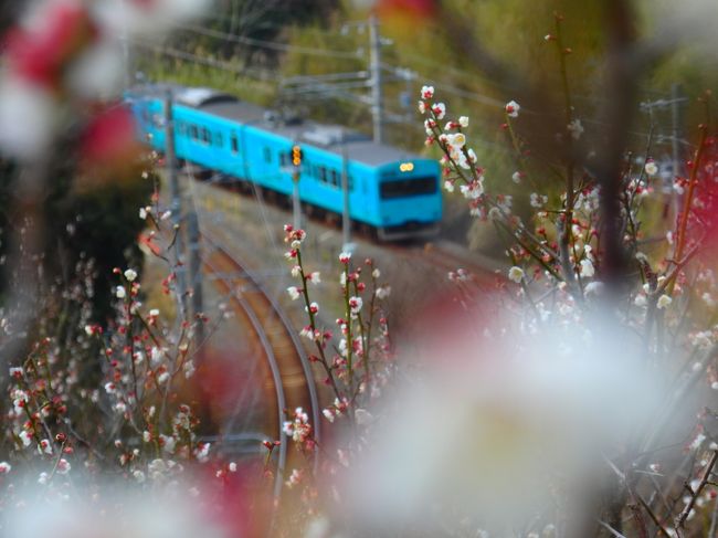 朝いちで南部梅林を巡り、少しだけみなべの町を散策。電車の写真はだいたいピンボケ。