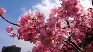 2019年3月 三浦・三崎ぶらっと散策♪みさきまぐろきっぷで河津桜を楽しむ♪