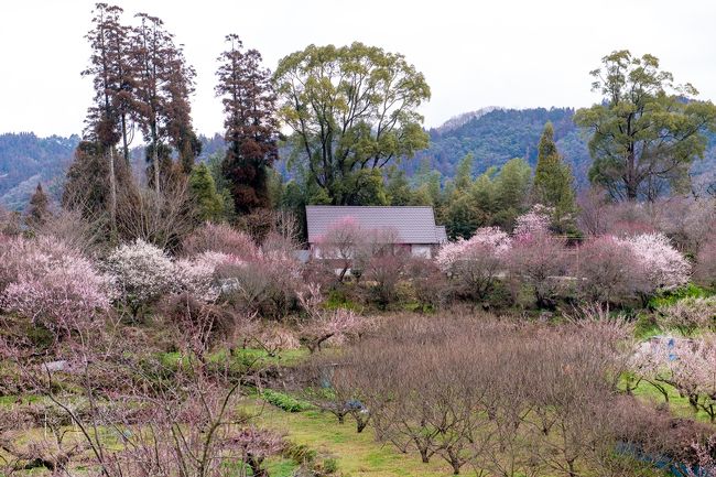 　2月17日から3月17日まで、日田市大山町で『第39回日田おおやま梅まつり』が開催されています。<br /><br />　大山町は、「梅栗植えてハワイへ行こう」をキャッチフレーズに半世紀前より梅の栽培を始めた梅の里です。<br />