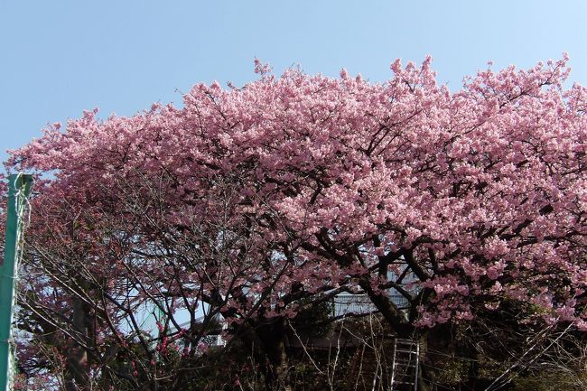 松田町の河津桜は先月(2月)24日には満開(https://4travel.jp/travelogue/11461444、https://4travel.jp/travelogue/11461860)であった。では戸塚の河津桜はといえば、しらぎく幼稚園の河津桜がようやく満開になった。松田町と戸塚ではそんなに気温が違うのか?とも思ったが、線路を潜った先の軒に植えられている河津桜はもう散り際である。むしろ、戸塚でもほんの数100m行っただけでそこの気温が違うようだ。<br />(表紙写真は満開のしらぎく幼稚園の河津桜)