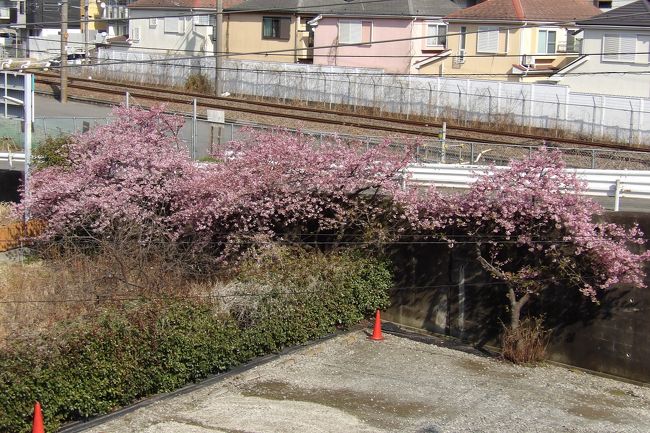 　JR東戸塚駅の東口と西口を繋いでいる跨線橋が車のすれ違いがやっとの信濃橋である。この狭さで、子供たちの通学路にもなっている。この信濃橋の下はアイス工房メーリアの駐車場である。橋の上から見ると梅に交じって早咲きの桜が何本も咲いているではないか！河津桜か何かのようだ。都合4本見える。<br />（表紙写真はアイス工房メーリア駐車場の早咲きの桜）