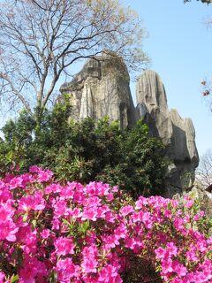 雲南省の棚田と菜の花畑を巡る旅　その３「石林」2019/2/23