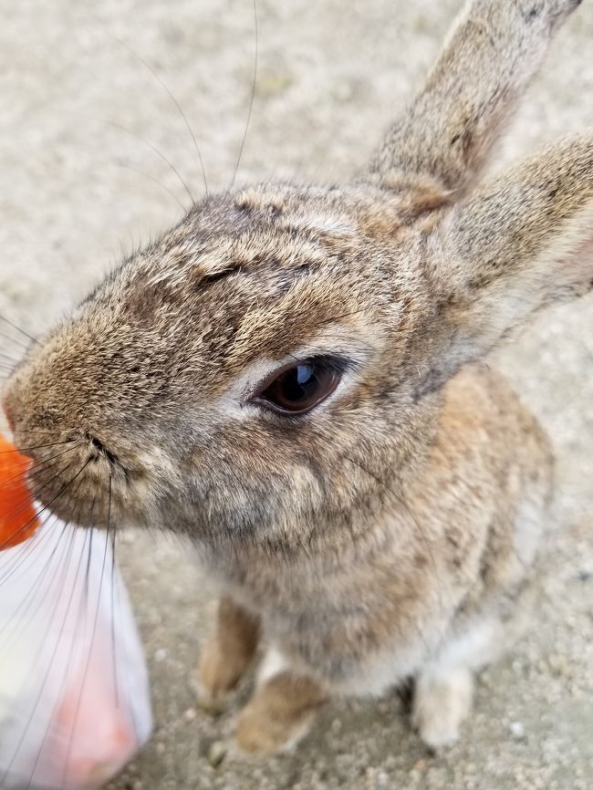 広島最終日！ヒカキンTVで見た、うさぎ島へ行ってみました。