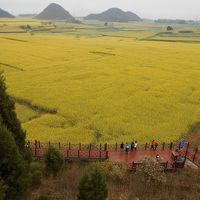 還暦過ぎ夫婦（その２） 雲南省の羅平は黄色い菜花（なばな）の上に冷たい霧雨が降っていた（2019年2月22日～3月3日）