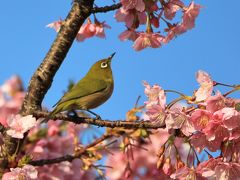 寿福寺のオカメ桜、西郷山公園の満開の河津桜。その合間にスターバックス　リザーブ　ロースタリーの下見。2019年3月