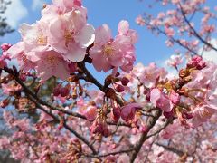 河津桜　　梅　　ＩＮ若草公園