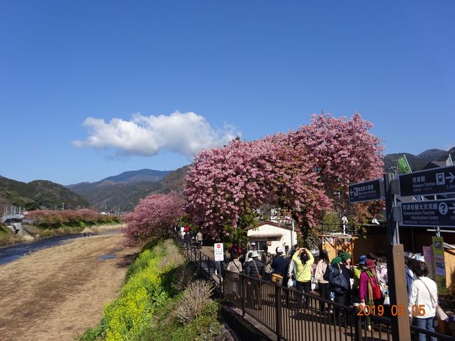 河津桜を観に、1泊2日のバスツアーで早春の伊豆半島を巡ってきました。今回は夫婦だけが参加できるということで17組34名、暖冬気味で河津桜の開花が例年より早く、もう遅いのではないかとやや心配しながらの旅でした。<br />初日の8時に4組だけで横浜を出発、町田で全員が乗り込み、東名で三島へ。天気は雨模様でこちらも気になるところ。<br />最初の河津桜は函南で。天気が良ければ桜と富士が見られるはずでしたが、富士山はもちろん拝めず、その上、土手沿いの遊歩道は雨でぬかるみ、桜も勢いがなく少しばかり期待外れとなりました。<br />次は修善寺で梅林を散策。桜ほどの華やかさはありませんが、梅の花も素敵です。その後は伊東経由で小室山へ。椿園でさまざまな種類の椿を鑑賞したのですが、総じて満開というわけではなく、つぼみの状態から咲き終わってものまでさまざまな状況の椿が広い園内に混在していました。雨も降ったりやんだりでゆっくり鑑賞するという気分にはなれませんでしたが、リスが椿の花に顔を突っ込んでいるのが見られたことはラッキーでした。もっとも、園内にある椿の館には多種にわたる椿の花々がそれぞれ花瓶に生けられて並べられており、これは一見の価値があるものでした。<br />その後、熱川温泉に向かい、ホテルセタスロイヤルに宿泊、大島や利島などが目の前に見えるオーシャンビューの部屋はよいのですが、荒れ模様の海で波の音が結構うるさいのが気になりました。温泉は基本、内風呂式の大浴場ですが、近年野点風呂をオープンしたとのことで二日目の早朝にそちらに行ってきましたが、かなり広くてゆったりできるとともに、明るければ眺めもそこそこ良いのではないかと思いました。<br />翌日は片瀬白田駅から伊豆急リゾート21に乗り河津まで11分、天気は回復し、海はまぶしく輝いていました。河津の桜並木は残念ながら最盛期を過ぎて葉桜が目立っており、テレビ画面で見るような華やかさには欠けていました。ただ花見の客はまだまだ多く、売店もにぎやかですが、桜が盛りを過ぎるとわくわく感が減殺されるのは仕方がないですね。ということで桜並木の切れ目で土手とお別れし、河津桜の原木と言われるものを見に行き、さらには川津木宮神社にある樹齢1000年以上という大楠に驚嘆したのち、バスに戻りました。<br />続いては下賀茂のみなみの桜でしたが、こちらはまだまだ河津桜が満開の木も多く、人出も少なく、出店も全くなく、川べりに咲く菜の花を含めてゆっくり、たっぷり堪能できました。桜の木も河津より立派なものが多く、こちらのほうが河津よりも評価されてもよいように感じましたが、駅近という立地や桜の木の数の面で河津に軍配が上がるのかもしれません。<br />その後、南伊豆から西伊豆に向かい、堂ヶ島で昼食をとり、恋人岬、小舟ヶ浜を経由して沼津から帰途につきました。堂ヶ島までは晴天でしたが、このころにはすっかり曇ってしまい、帰りの東名では裾野あたりから雨が降り始めました。しかし横浜では降っておらず助かりました。<br />駆け足の伊豆半島一周でしたが、例年なら桜を愛でるにはよい時期なのでしょうが、今年は少しばかり遅かったように思います。ツアーのように事前に計画するものでは花の見ごろにジャストフィットするのは運次第ということだろうと思います。自然に寄り添い、どんな状況でもそのときを楽しむということなのでしょう。