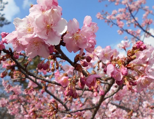 市民に愛されている若草公園に河津桜と梅が同時に<br /><br />満開に咲き誇っています。ご覧ください。