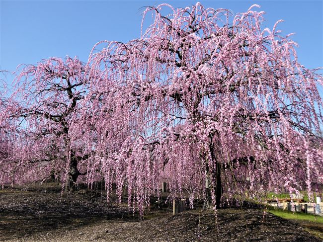 大阪発の観梅バスツアー・・・今年最も目立ったのは三重県「鈴鹿の森庭園」です。行きたいなぁ。<br /><br />HPで見頃と出ていたので思い切って夫に頼み、ドライブして来ました。午後は湯の山温泉の立ち寄り湯も楽しみました。<br />三重県(津市)と鈴鹿市の観光案内所からパンフを送って頂き有難うございました。<br /><br />大阪 → (名阪国道)→ 鈴鹿IC → 鈴鹿の森庭園 → ランチ(みどりの大地) → アクアイグニス → グリーンホテル(立ち寄り湯) → 四日市IC → (名阪国道) → 大阪へ