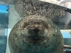 孫との二人旅はとりあえず京都（京都水族館編）話題のオオサンショウウオ、でもゴマちゃんから離れられず