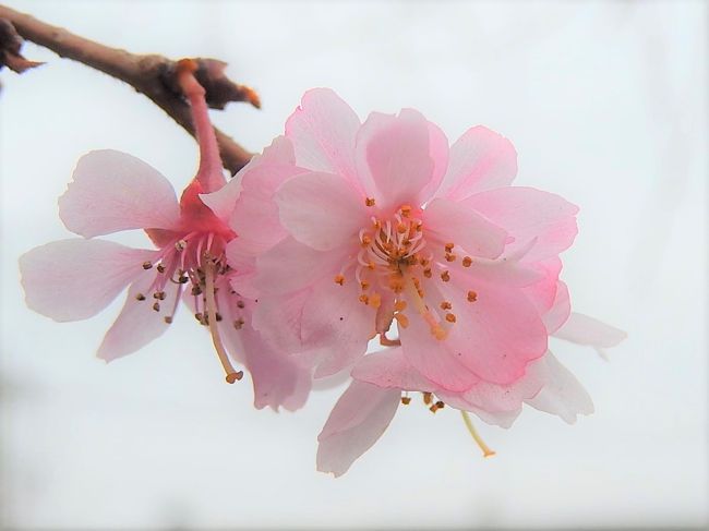 3月6日、午前10時頃にふじみ野市亀久保西公園に冬桜を見に行きました。　花の数はかなり減っていましたが、咲き始めの花はとても美しかったです。<br /><br /><br /><br />＊写真は美しかった冬桜