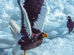 オジロワシ・オオワシ・　流氷に　会いたくて・・・流氷は　大きかった！！