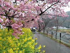 伊豆半島の花めぐりの旅１（河津編）