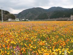 伊豆半島の花めぐりの旅３（西伊豆編）