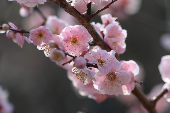 水戸の偕楽園へ、梅を見に出かけてきました。<br />梅の花は、全体的に約６～７部程度の開花といったところでした。