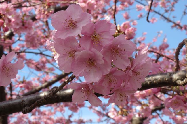 乙川の河津桜はメジロやひよ鳥が見られることで人気の高いスポットなので、野鳥写真家の方やカメラマンも訪れるようです。私自身も花や鳥を撮影します。今日はひよ鳥がいました。<br /><br />岡崎市内を流れる乙川の堤防に、地元グループが２００１年に、８００mにわたり植樹して大切に育て、現在は８６本が「葵桜」の愛称で親しまれています。<br /><br />３月５日は葉っぱの出た木や満開の木やまだつぼみが沢山の木で見頃は何時かなと思いましたが、河津桜は１カ月楽しめるので見頃は分かりません。<br />