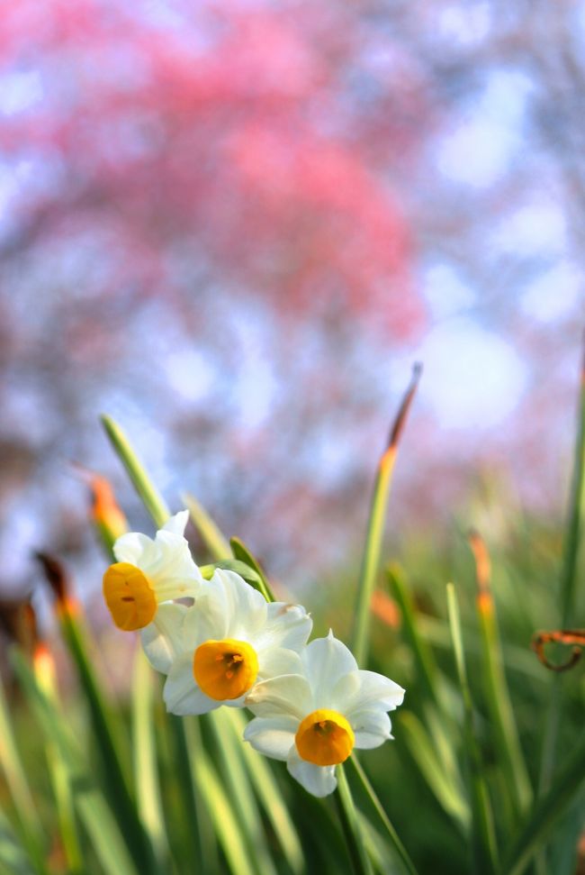 　3年ぶりに雨の合間の晴れた日に和泉リサイクル環境公園へ枝垂れ梅を見ながらお茶（コーヒーカップ持参です。）してきました。<br />　入園者が多くなってきたので運動場が駐車場になっていました。駐車場の案内の人がいて、渋滞もなくスムーズに駐車することができました。<br /><br />この公園は「廃棄物処分場跡地のリサイクル」という形で再生され、年間を通していろんな花を鑑賞することができます。<br /><br />駐車場、入園すべて無料です。