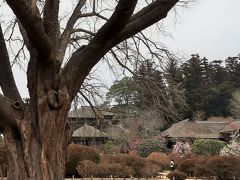 水戸-3　偕楽園a  梅まつりの日曜日/左近の桜周辺　☆黄門漫遊一座/子ども梅大使が登場し