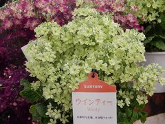 ガーデンセンターで見られた春の花(24)